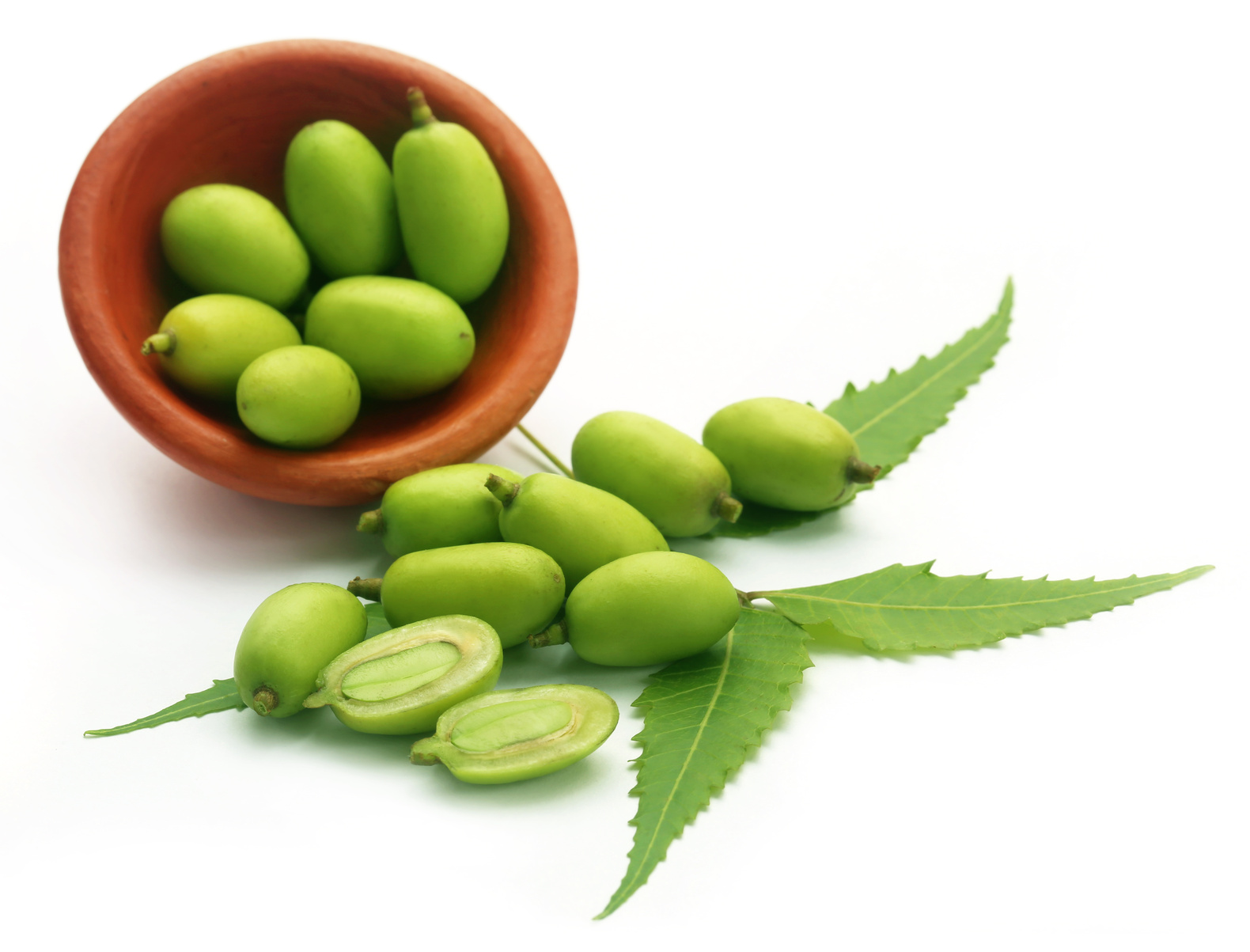 Medicinal neem fruits Primal Group