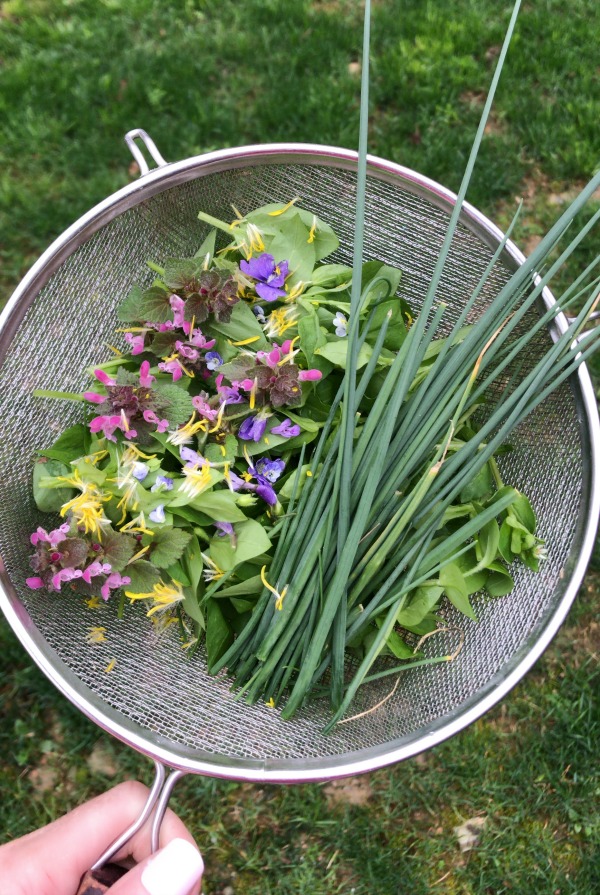 Spring Wild Edible & Medicinal Plants that are Growing in your Lawn