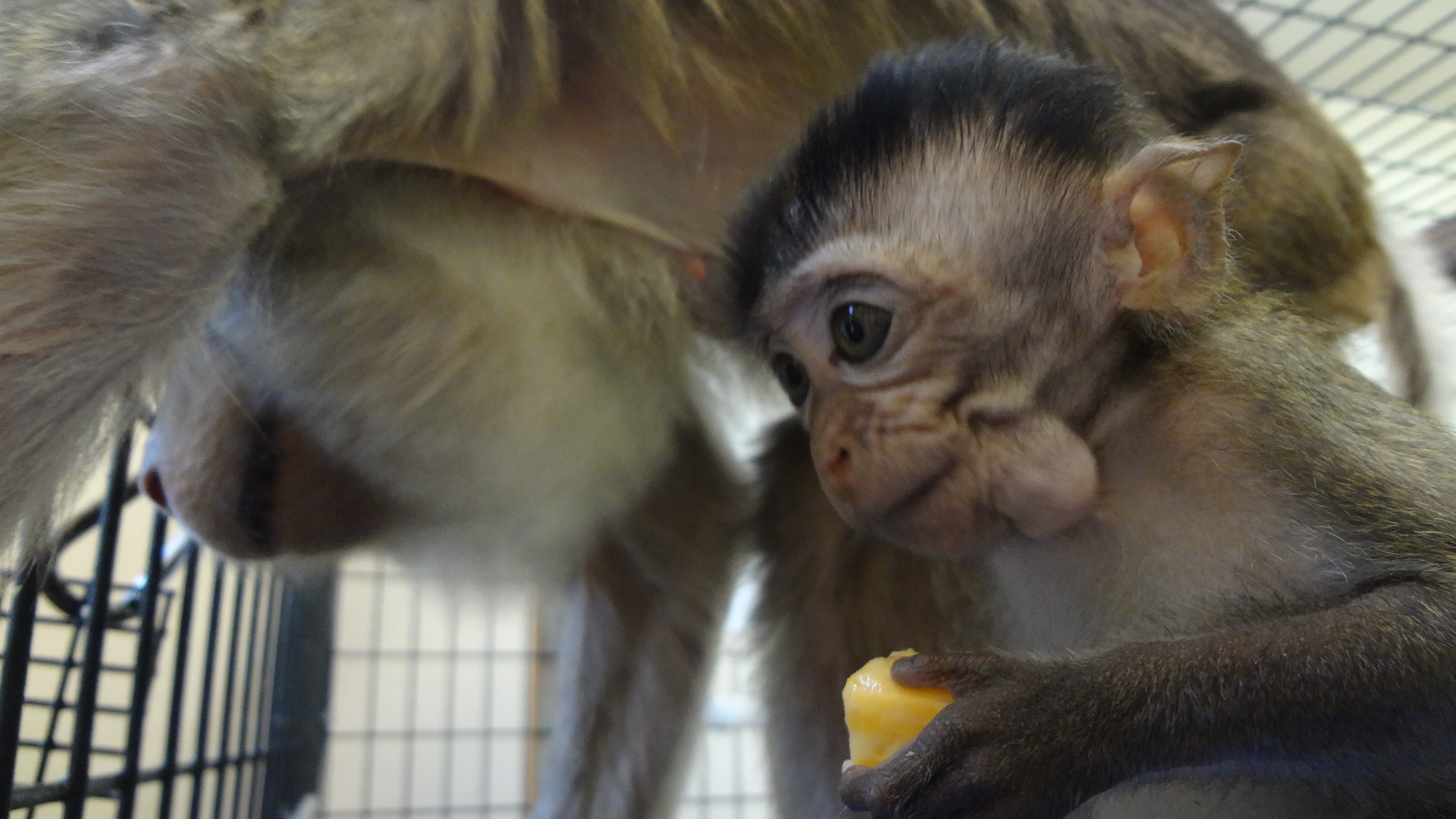 Meet Carlos Primate Rescue Center