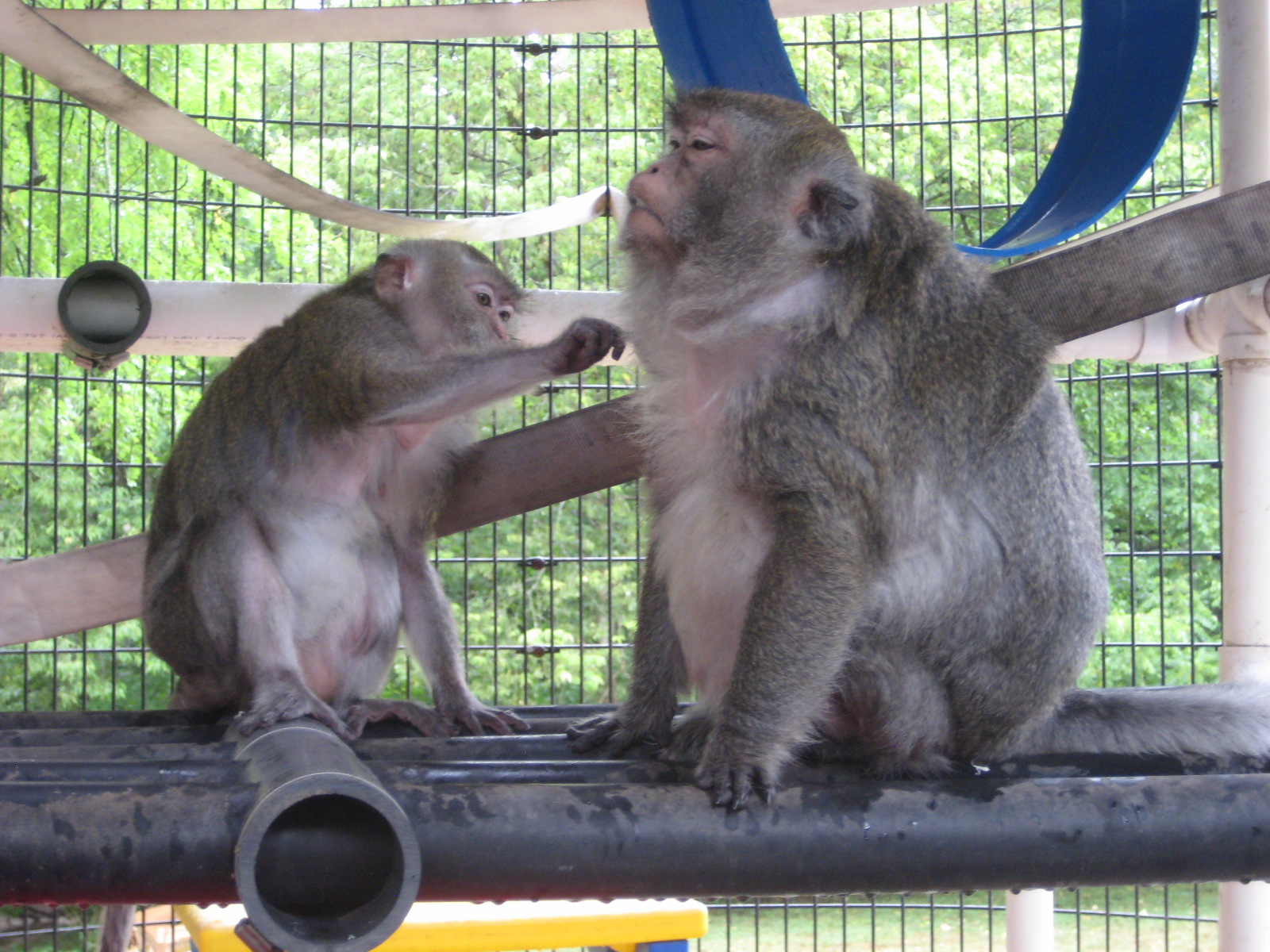 The Importance of Grooming Primate Rescue Center