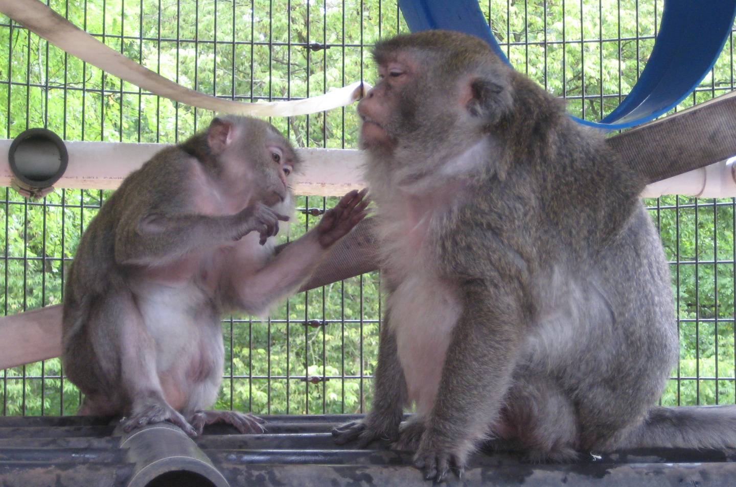 The Importance of Grooming Primate Rescue Center