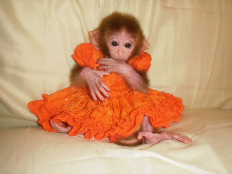 a tiny monkey wearing tiny clothes r/pics