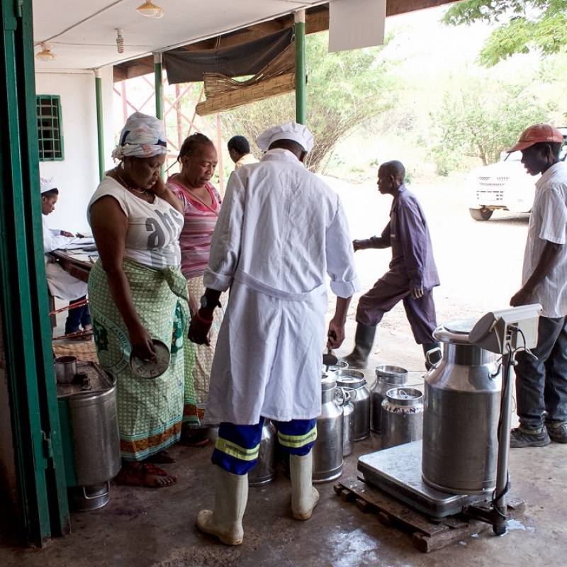 Zambia Dairy Transformation Programme (ZDTP) Projects Prime