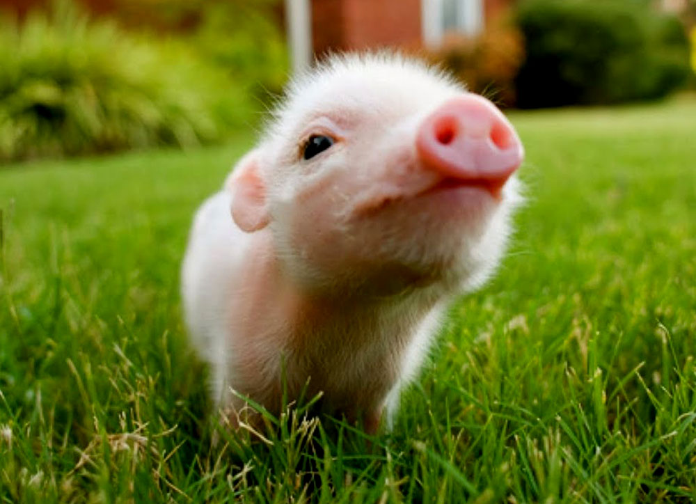 Cerdos mini pig, tendencia que crece en Argentina Primera Edición