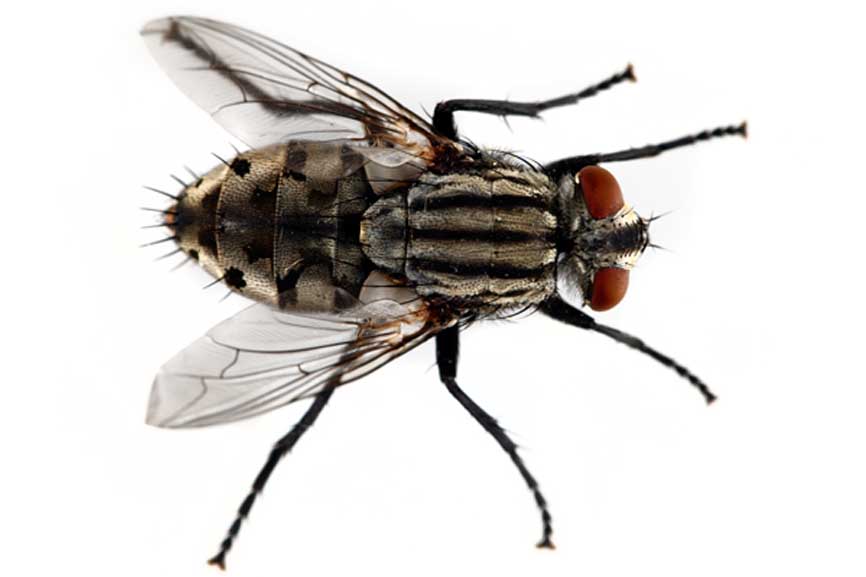 Pest Control Holiday FL Primescape Services