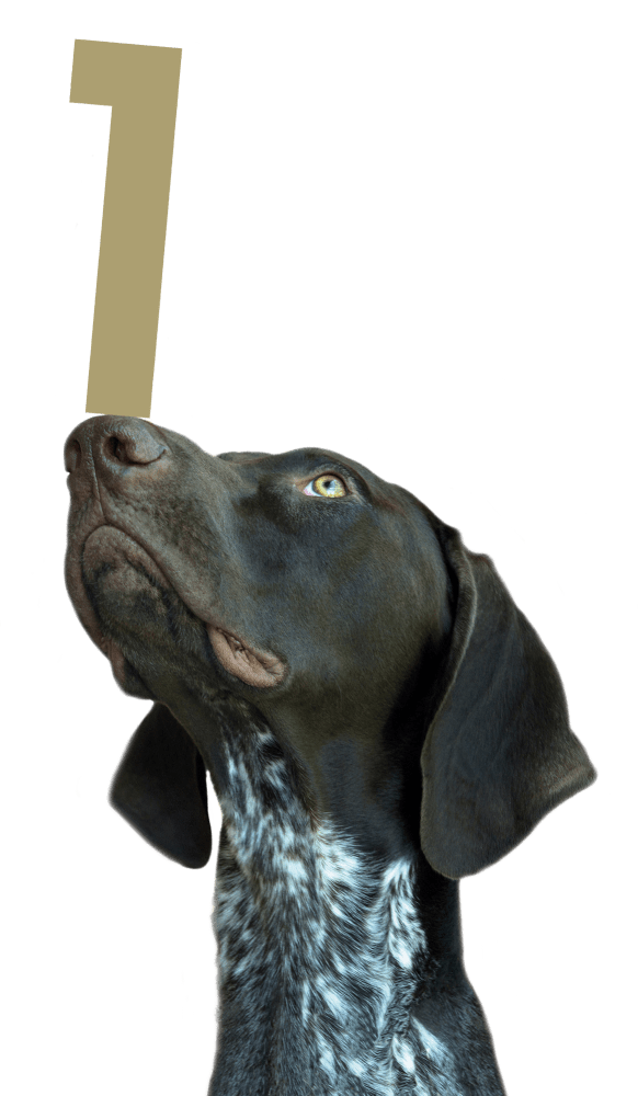 Prime Vets Chesterfield / Vets in Chesterfield