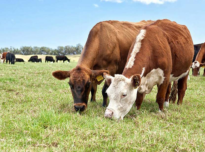 PRIMO 711 COMPRA Y VENTA DE GANADO MEXICANO