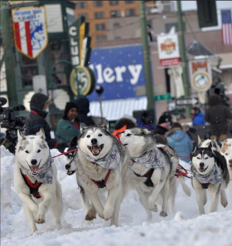 Best Spots to Watch the Iditarod Trail Sled Dog Race Princess Lodges