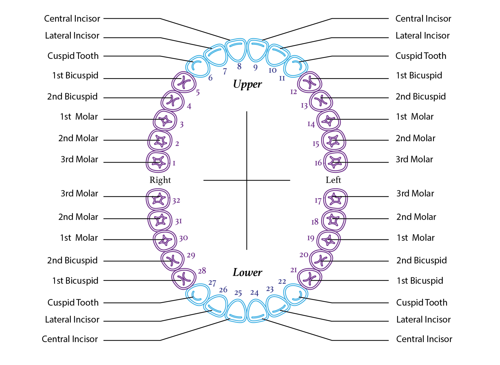 10 Best Tooth Chart Printable Full Sheet - printablee.com