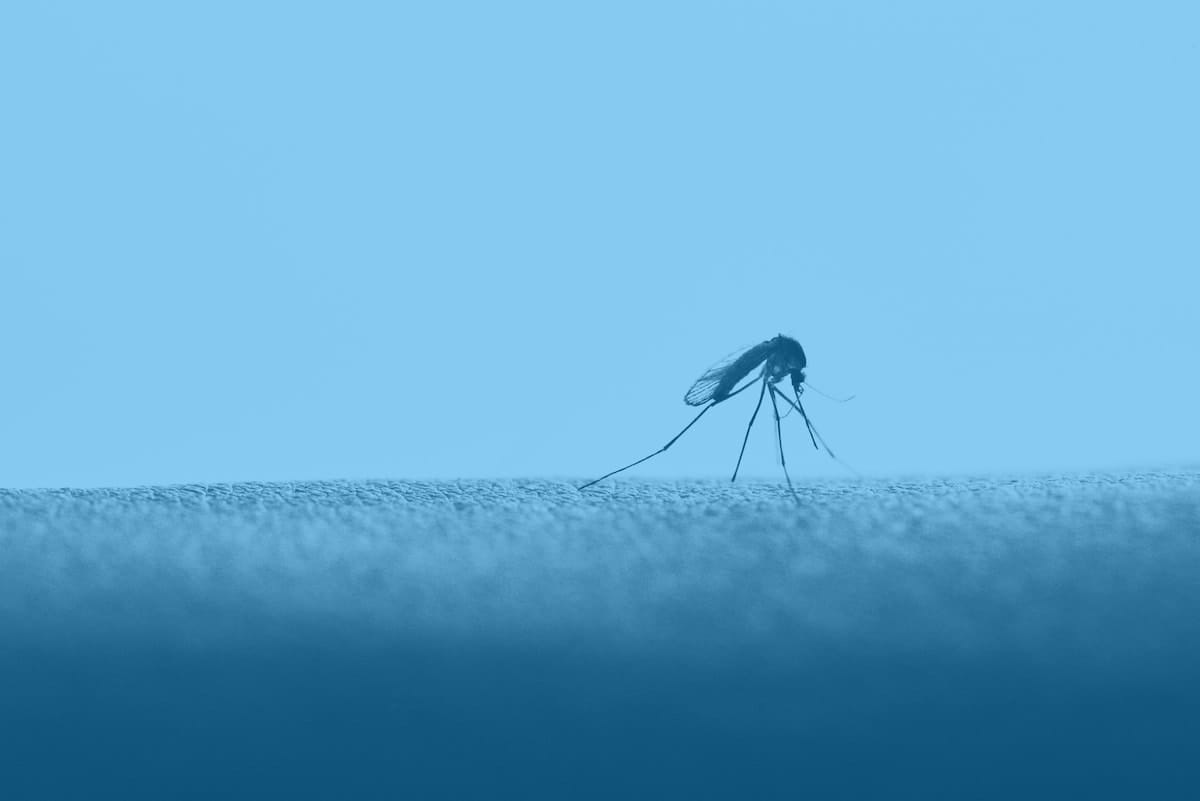 Can Mosquitoes Transmit HIV?