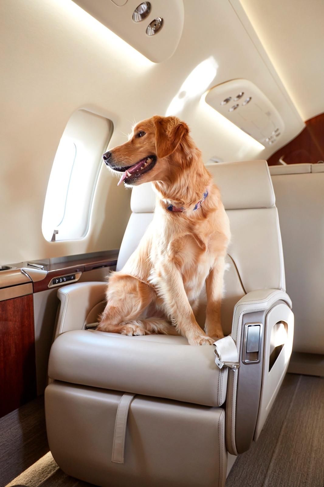Pets flying on Private Jets Private Jet Coach
