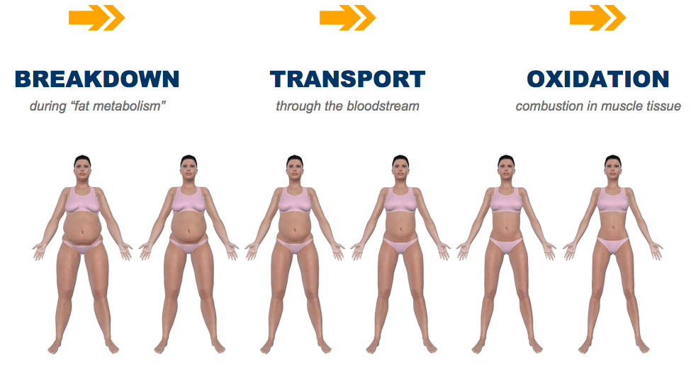 How Your Body Burns Fat [VIDEO] Private Label Fitness Branded
