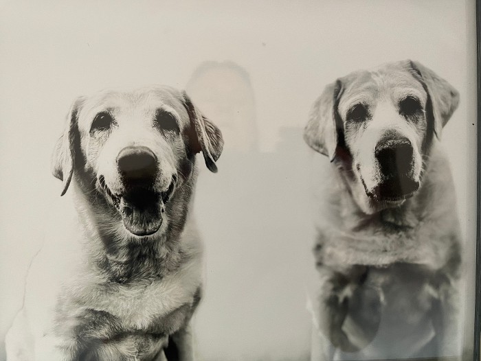 InHome Pet Care Katy, TX Privileged Pets LLC