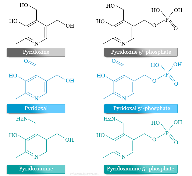 Vitamin B6 Uses, Supplements, Functions, Benefits