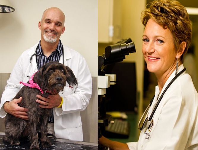 Understanding new insights in veterinary oncology with Avacta Animal