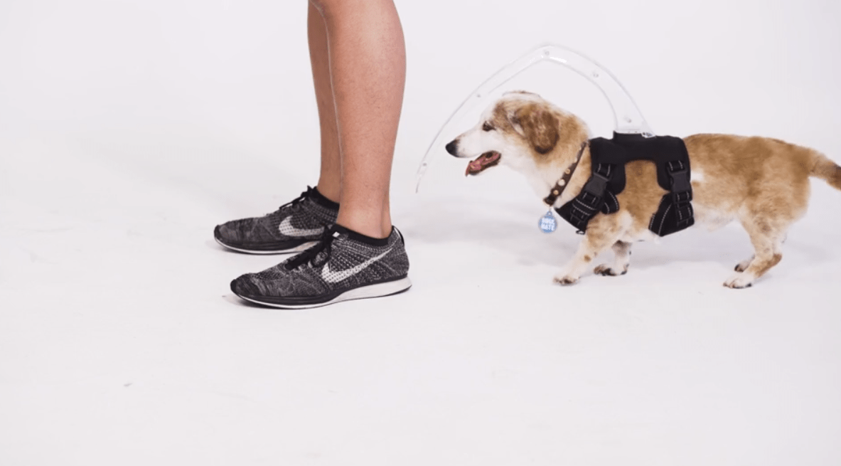 Raising 25,000 to launch new product to help blind dogs globally