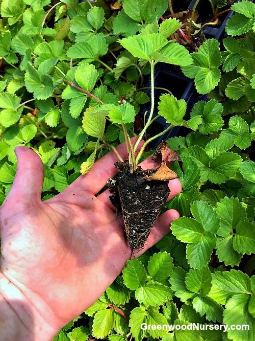 Strawberry Plant Plugs Ready for Fall Planting Greenwood Nursery PRLog