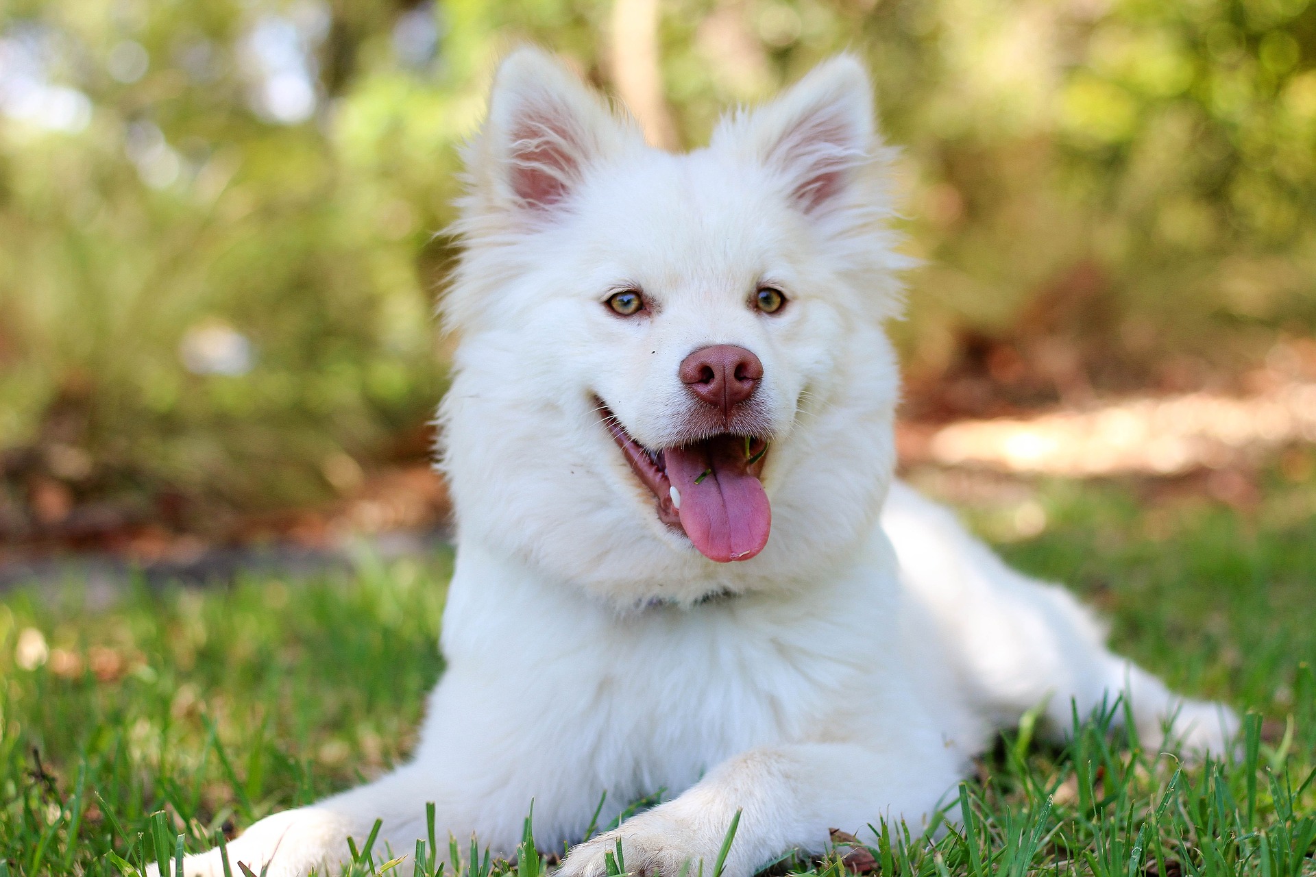 Dein Hund macht Dich glücklich Dein Hund macht Dich
