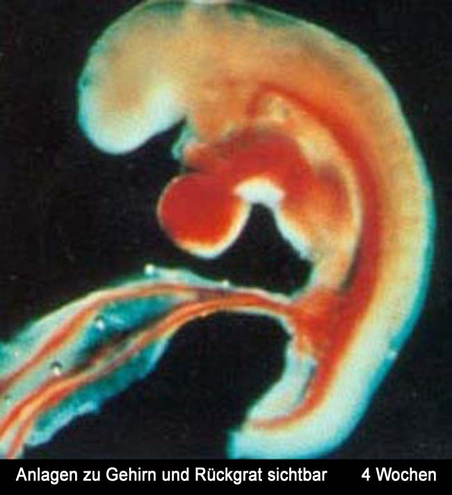 Entwicklung Embryo 4. Woche buasa iyan