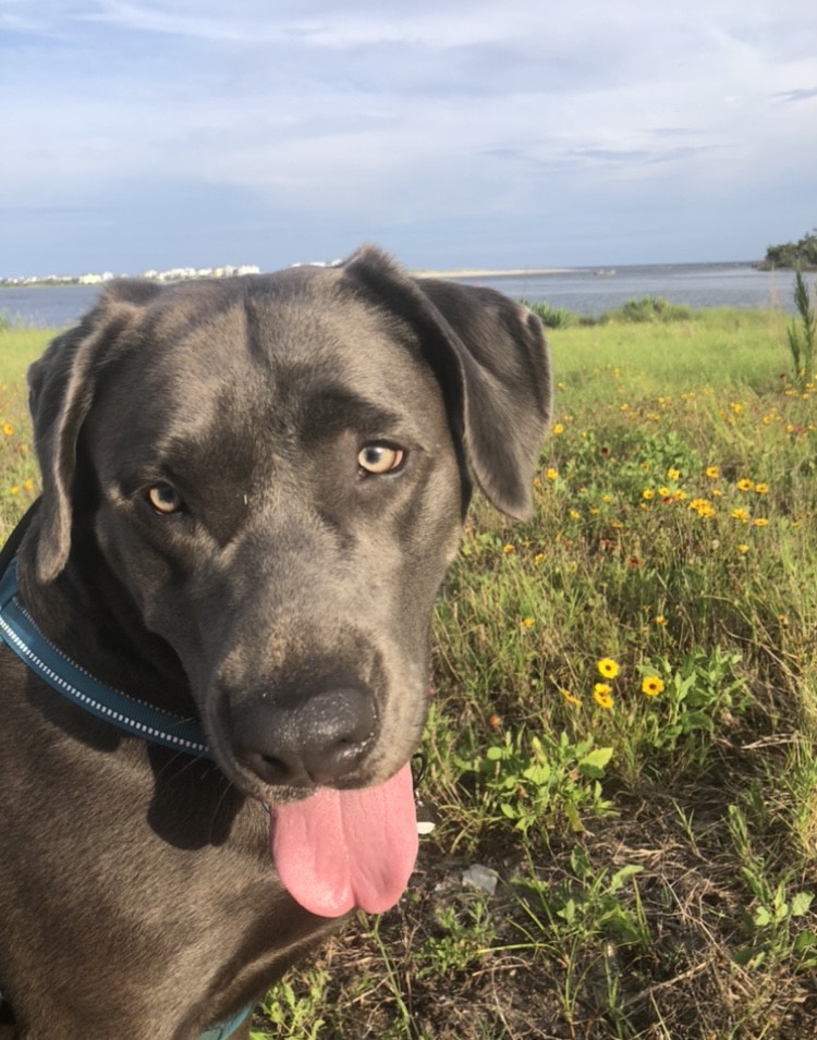 Pet Friendly Resources for Holden Beach Proactive Vacations