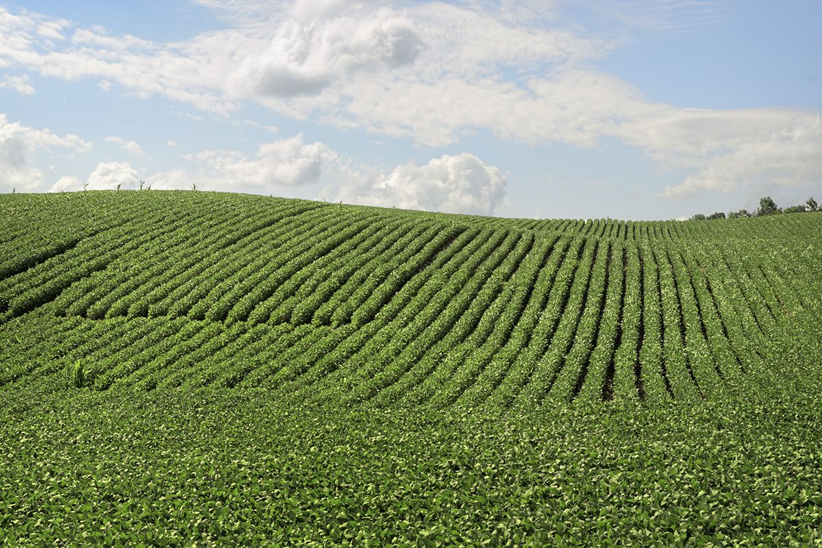 Margin Protection Crop Insurance for Corn and Soybean Farmers Expanded