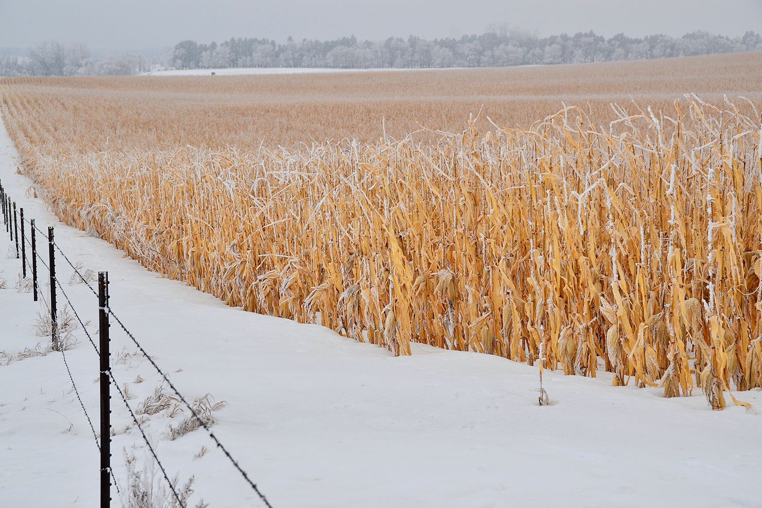 Farmers Harvesting Corn in North Dakota Happy with Stand, Yield ProAg