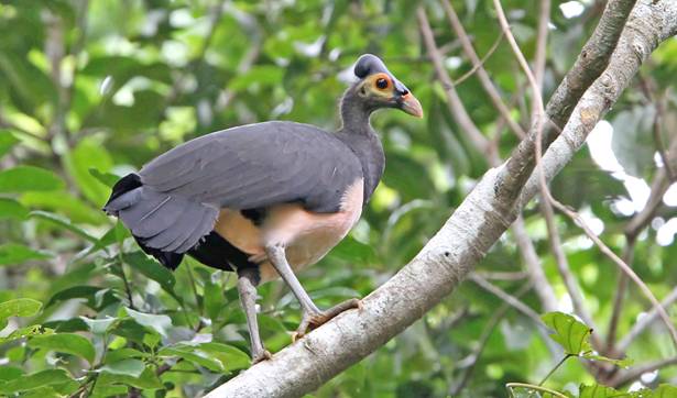 620 Koleksi Gambar Burung Maleo Terbaru