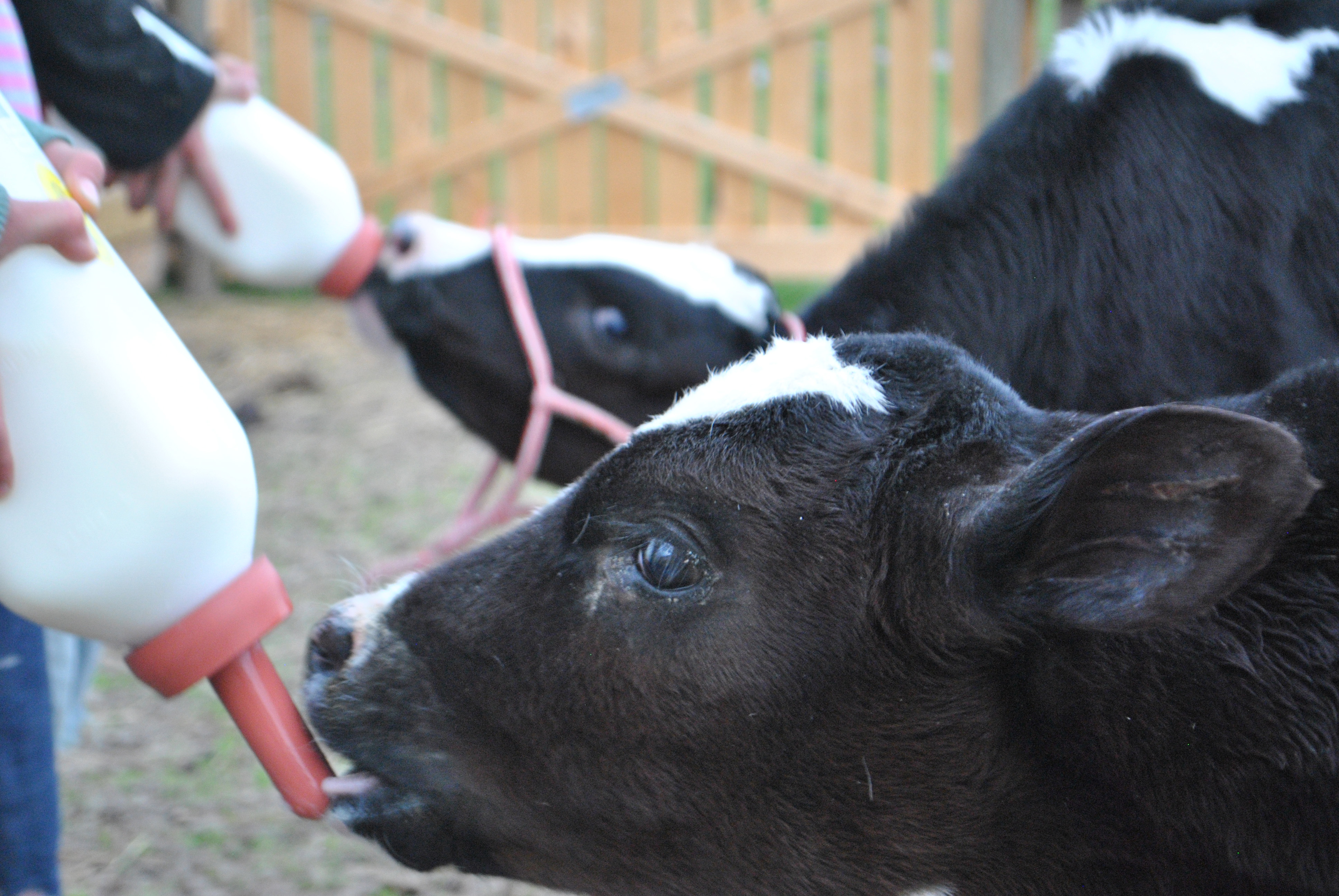 Strategies for successful calf rearing ProCalf Milk Replacer