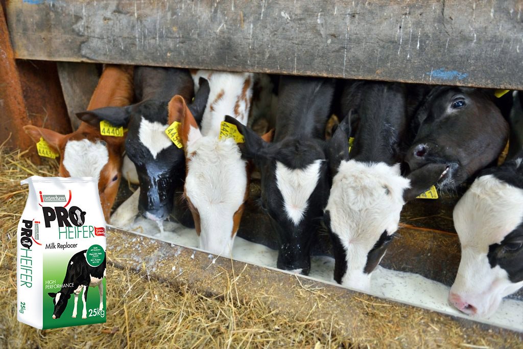 3 reasons to feed calf milk replacer over whole milk Procalf Milk