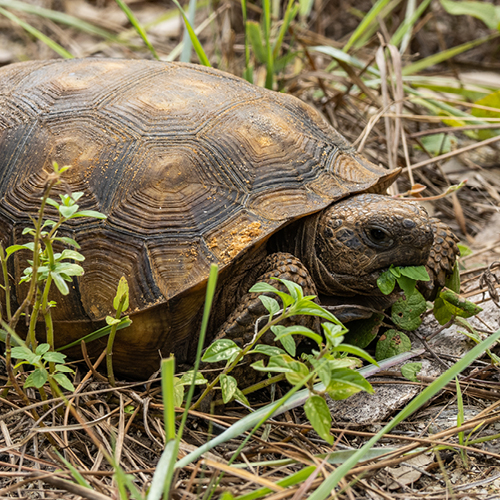 Un weekend spécial reptiles ! Procanis Votre