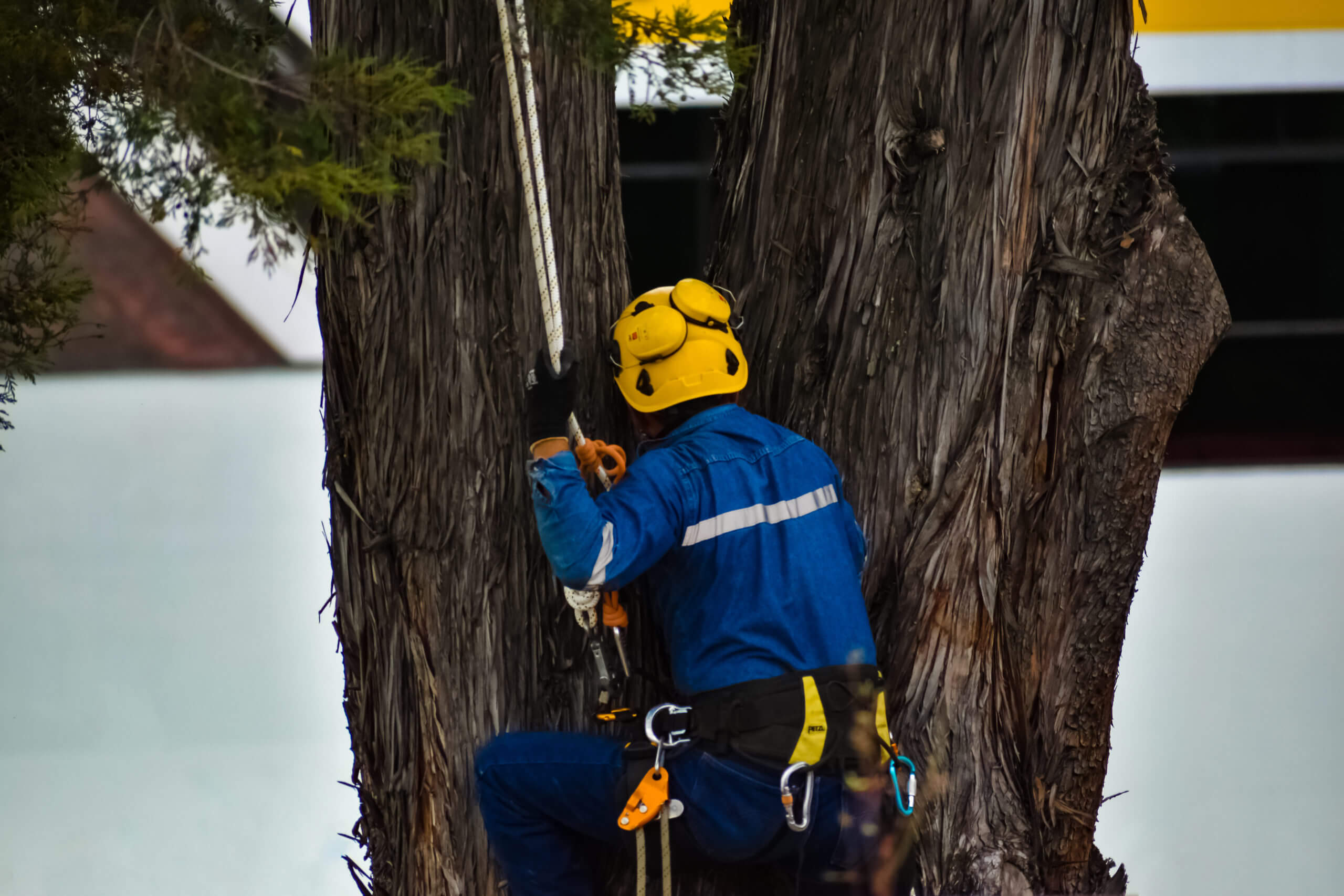 What it Takes to a Trained Arborist in NZ