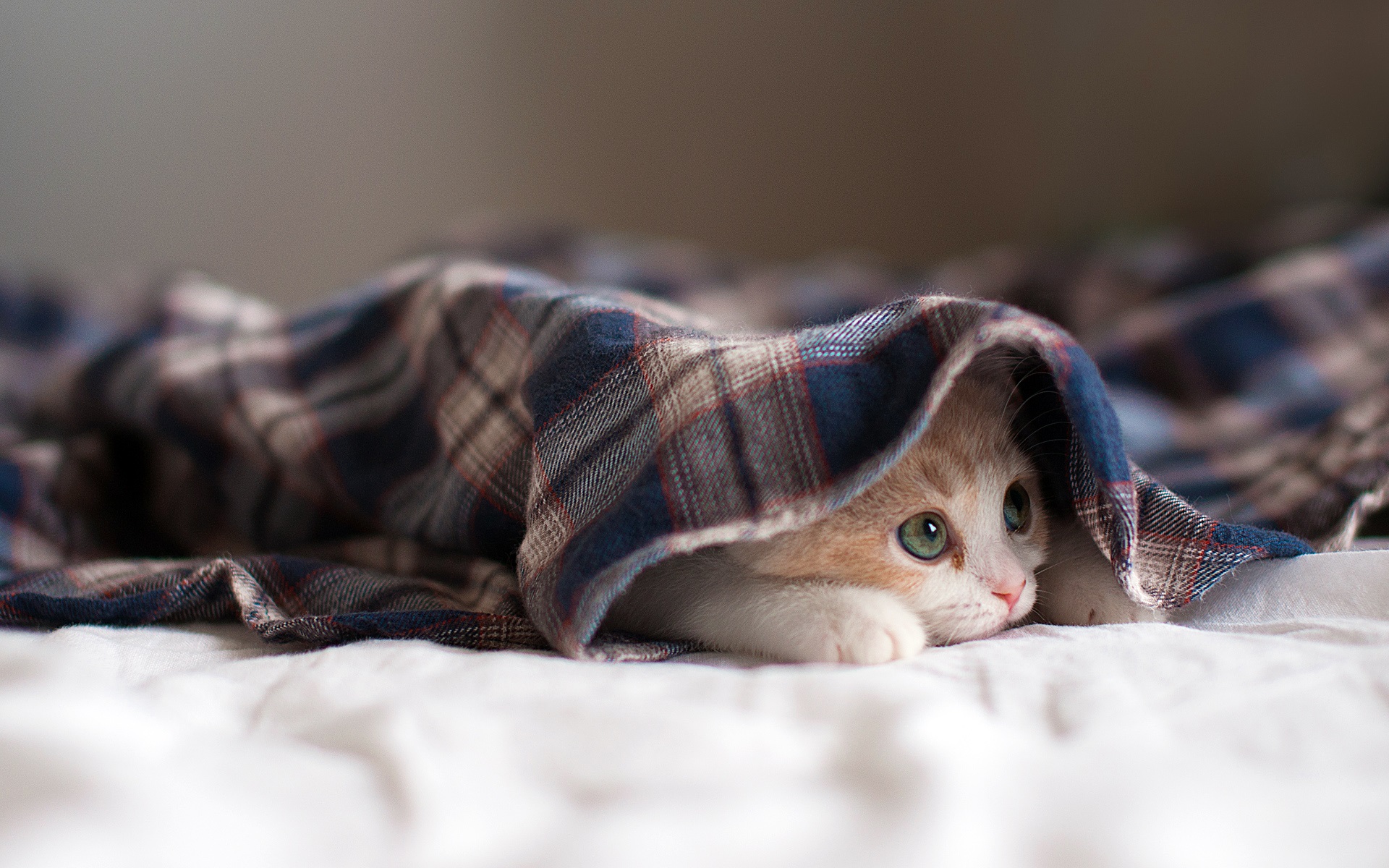 Don’t Be Suffocated By Blanket Orders Here’s Everything You Need To