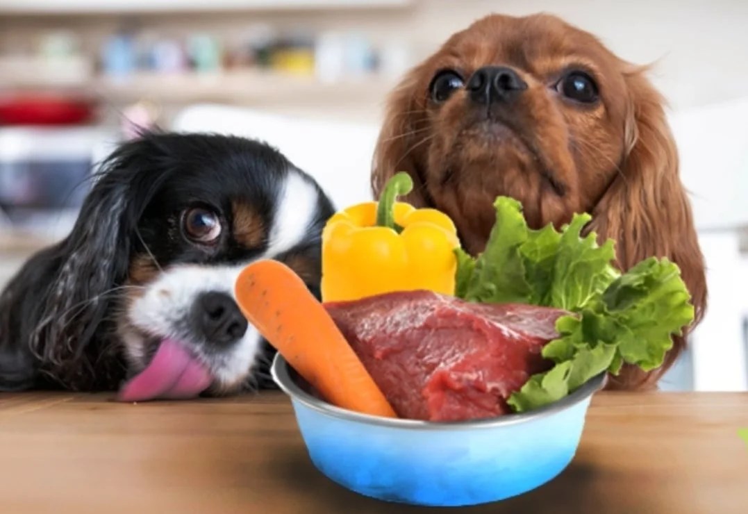 How Do I Know Im Feeding My Puppy Enough at David Allmon blog