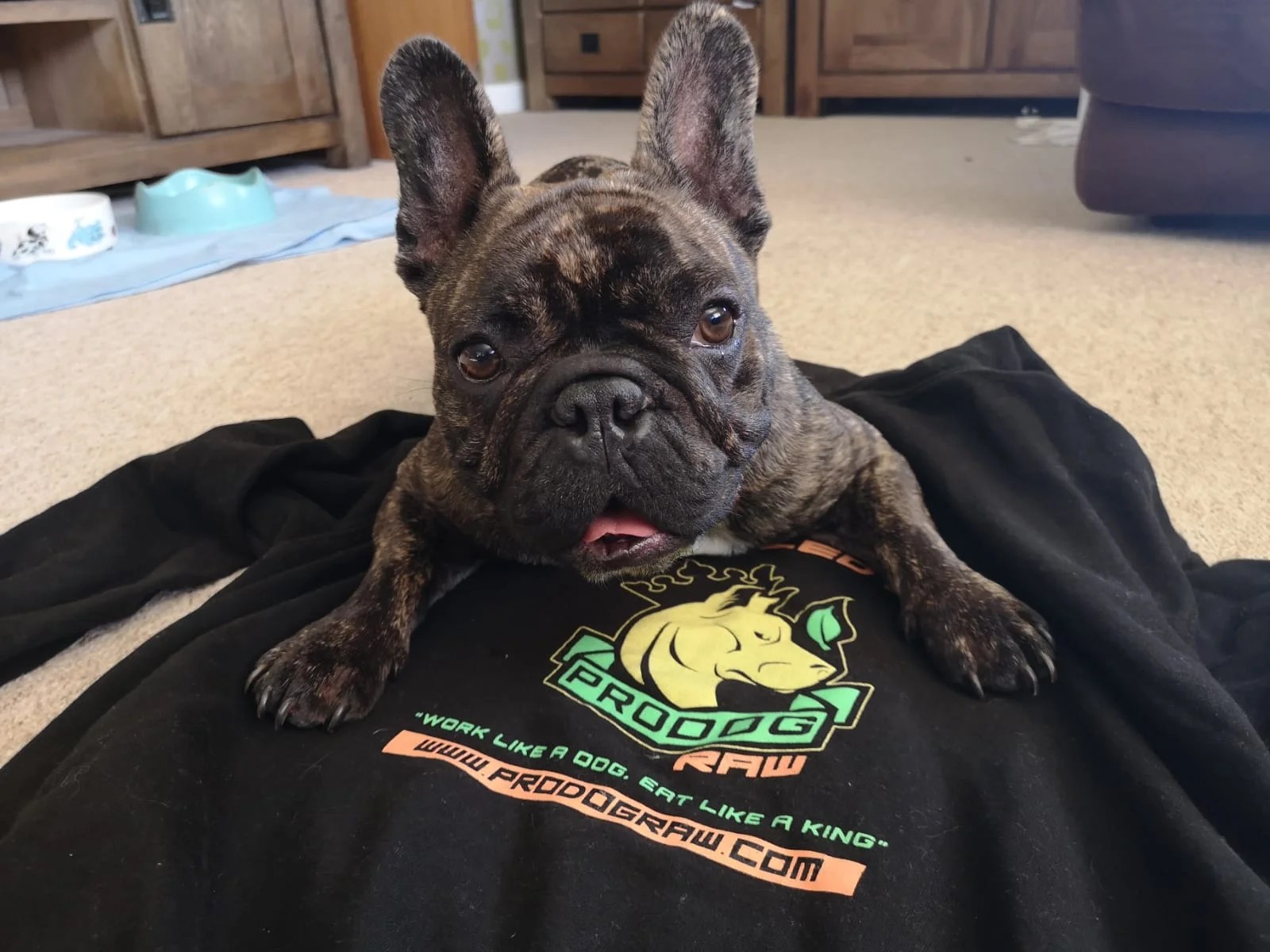 French Bulldog Food Best Dog Food for French Bulldogs