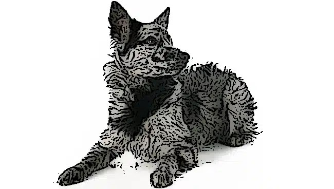 Raw Dog Food Calculator for Dogs & Puppies ProDog Raw