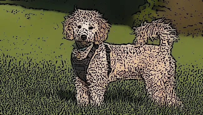 Raw Dog Food Calculator for Dogs & Puppies ProDog Raw