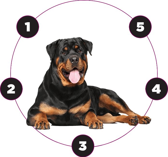 Is Protein Powder Ok For Dogs