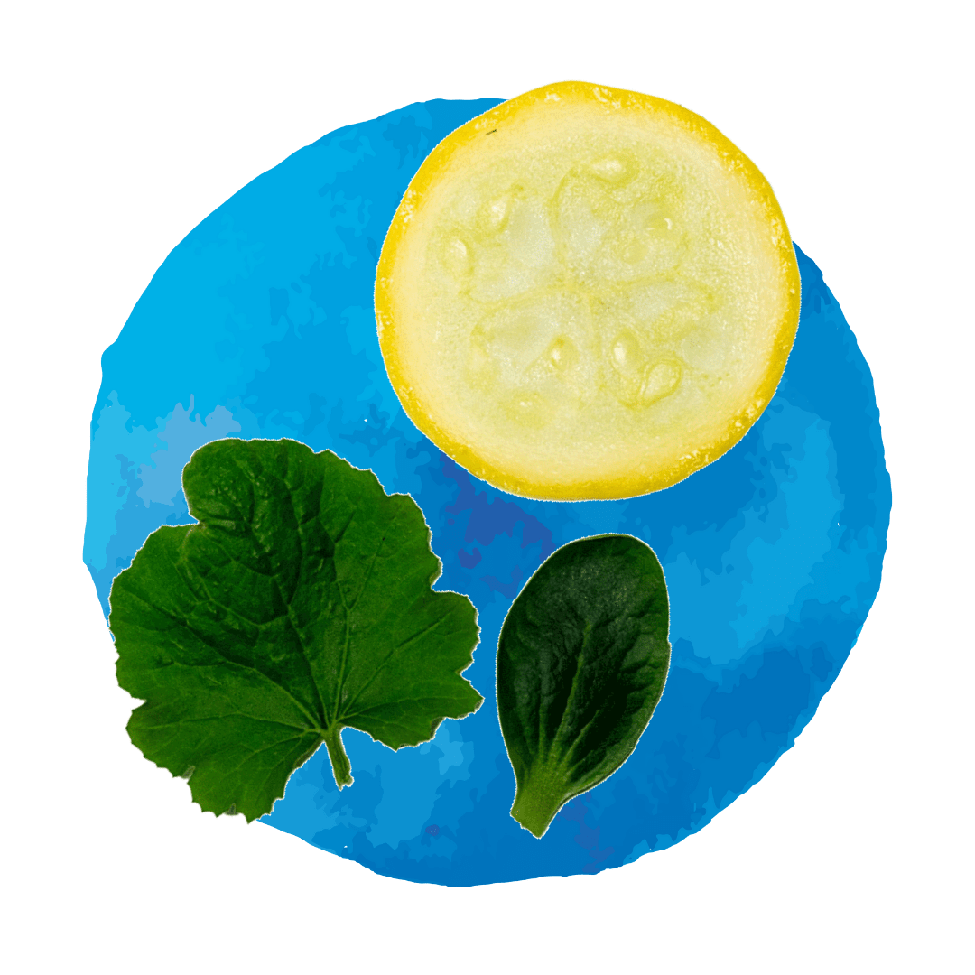 Yellow Squash Produce'd