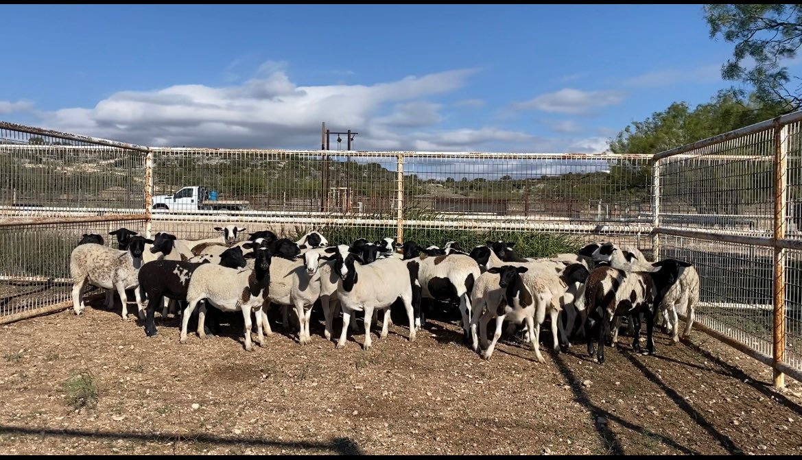 Livestock For Sale & Classifieds Producers Livestock Auction Company