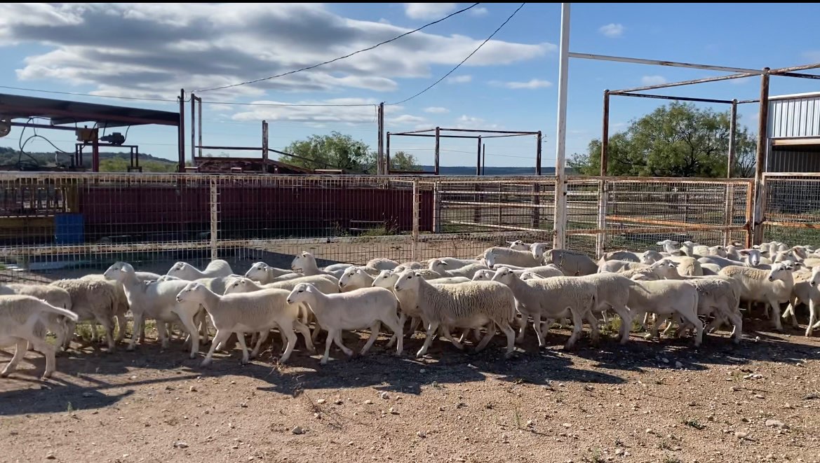 Livestock For Sale & Classifieds Producers Livestock Auction Company