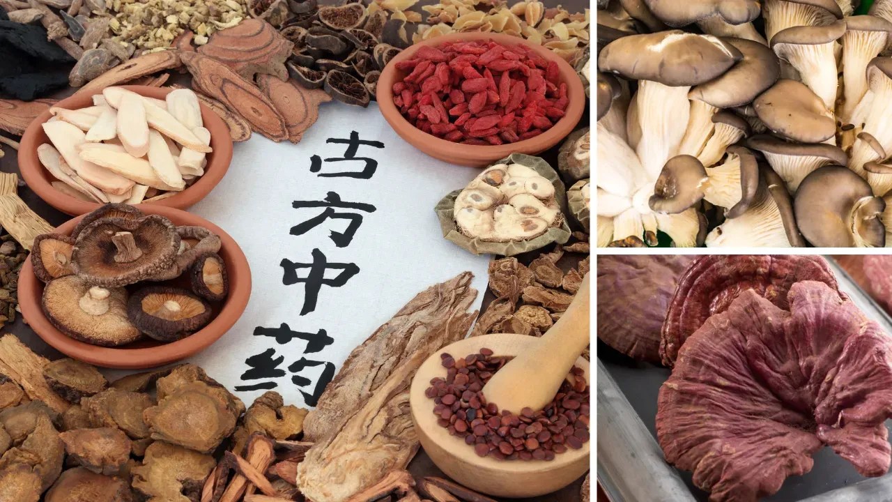 The Ultimate Guide to Mushroom Supplements Find Your Perfect Match Now!