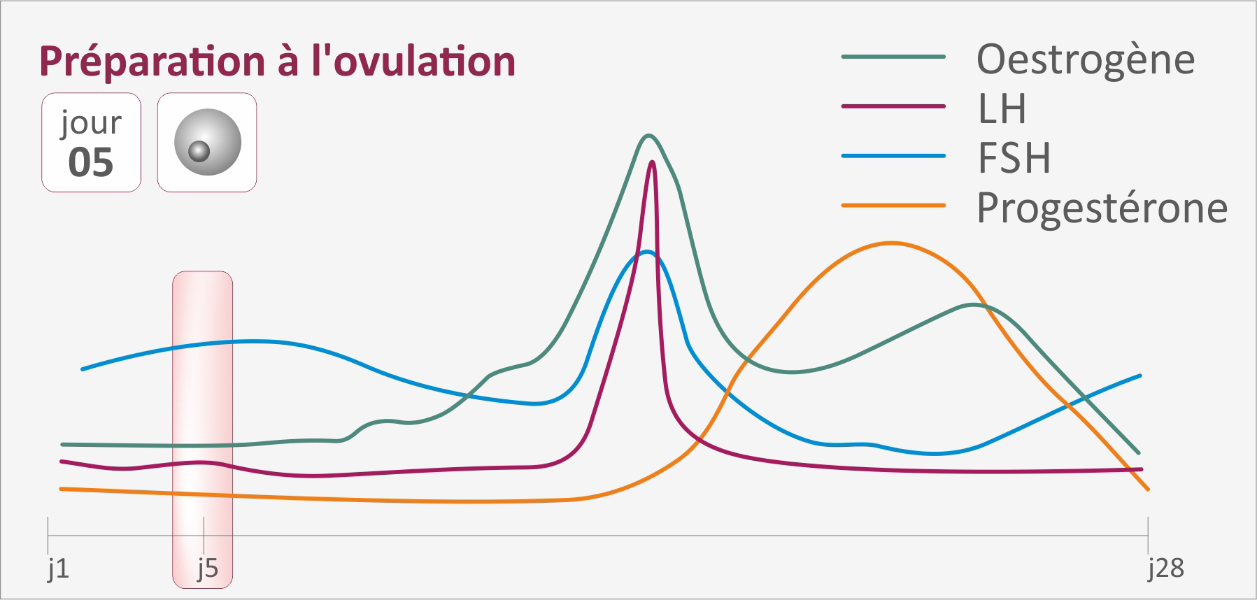 Le cycle menstruel at l'ovulation