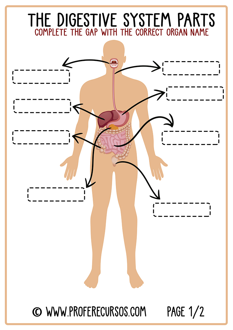 Aprender Digestive System en Inglés (Sistema Digestivo)