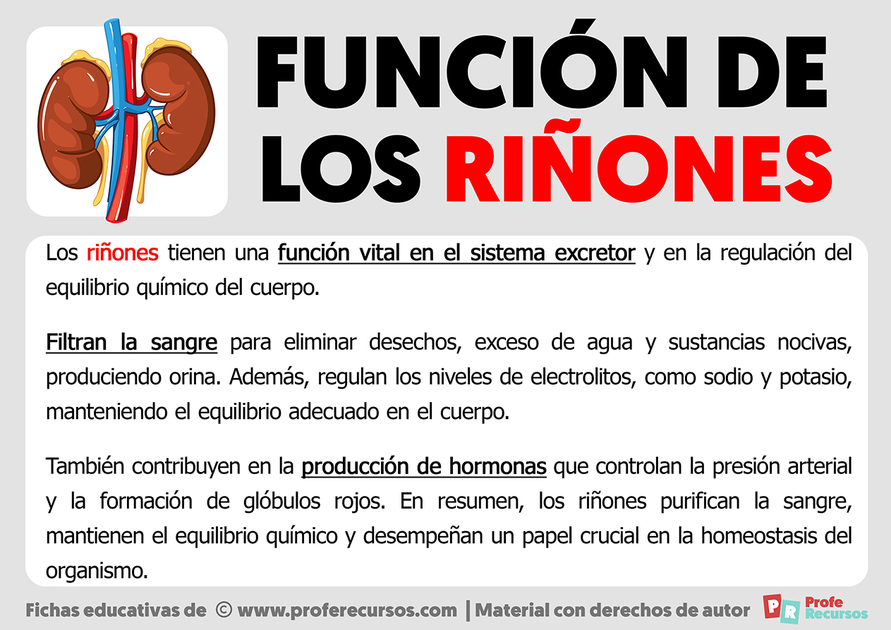 Función de los Riñones