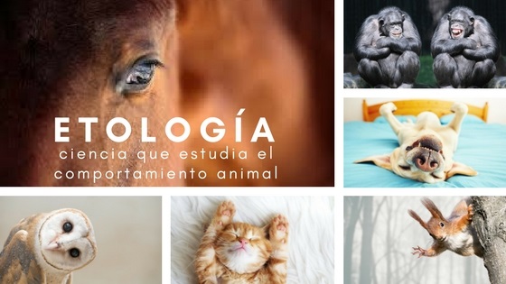 Etólogo