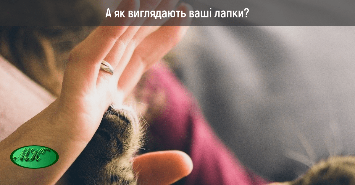 4 види лапок: що де доречно і що де правильно застосовувати | Майстерня ...