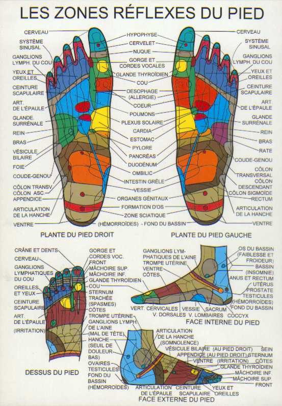 Réflexologie de la main et du pied Proformed