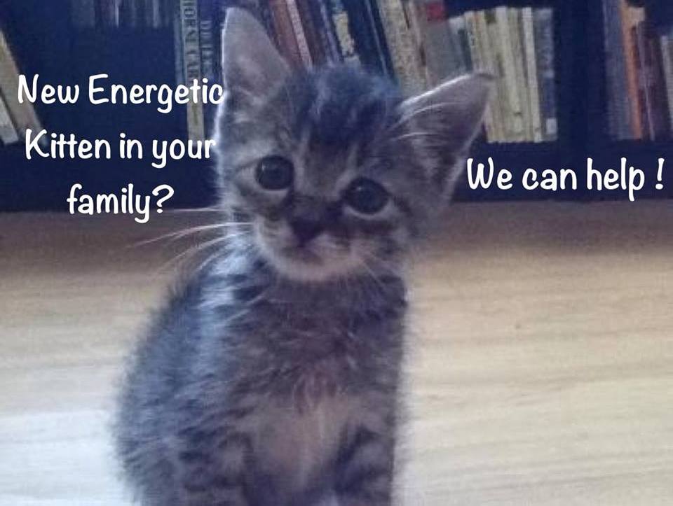 Energetic kitten 3 · Award Winning Dog Walking, Cat Care & Pet Sitting in New Hampshire