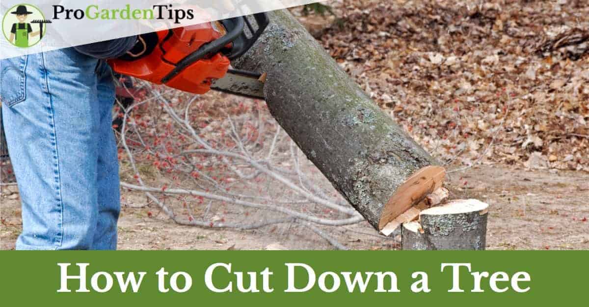 How To Cut Down a Tree (with a Chainsaw) ProGardenTips
