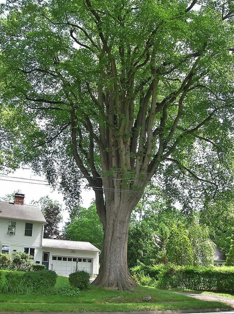 20 Different Types of Hardwood Trees ProGardenTips